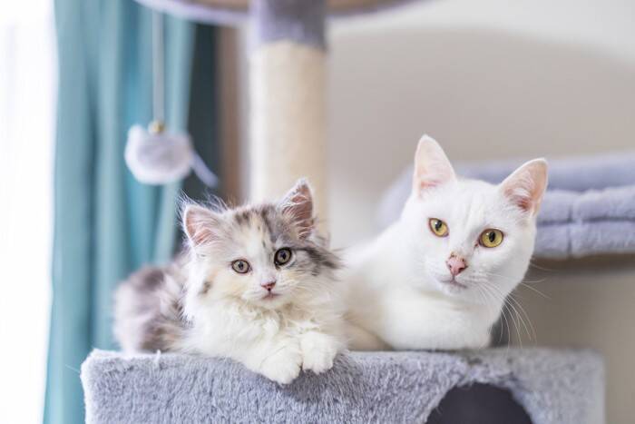 猫に『トイレトレーニング』を教えるときのポイント6つ　効果的な手順や注意点もご紹介