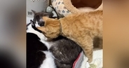 ヒーターの前に集まる猫たち→1匹が強引に入ろうとした結果…388万再生された『かわいすぎる光景』に「すごい猫団子」「一緒に入りたい」