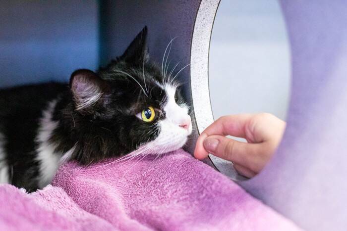 猫の『ヒゲの動き』から読み取る気持ち4つ　感情を見分けるポイントや適切な接し方