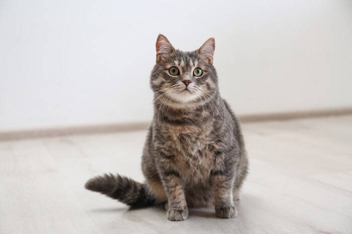 猫の『ヒゲの動き』から読み取る気持ち4つ　感情を見分けるポイントや適切な接し方