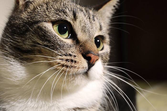 猫の『ヒゲの動き』から読み取る気持ち4つ　感情を見分けるポイントや適切な接し方