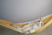 猫が『ハンモック』を好むのはなぜ？種類別のメリットや注意点もご紹介