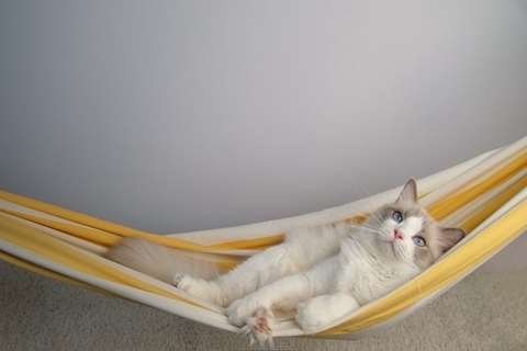 猫が『ハンモック』を好むのはなぜ？種類別のメリットや注意点もご紹介