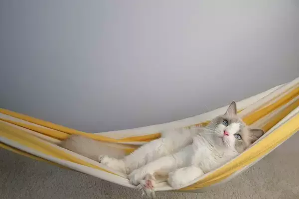 猫が『ハンモック』を好むのはなぜ？種類別のメリットや注意点もご紹介