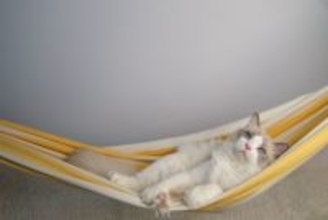 猫が『ハンモック』を好むのはなぜ？種類別のメリットや注意点もご紹介