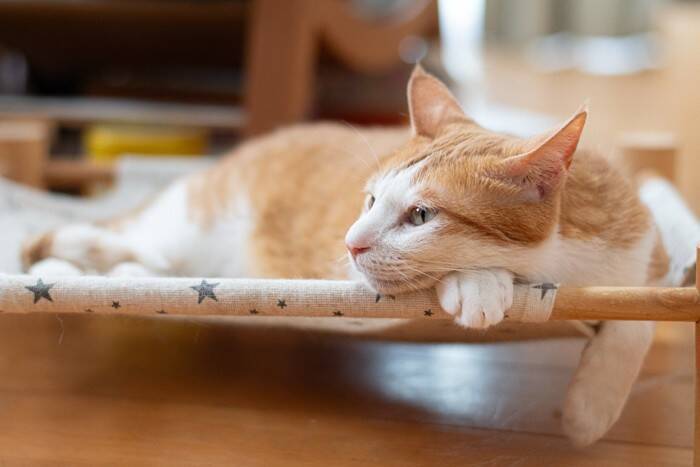 猫が『ハンモック』を好むのはなぜ？種類別のメリットや注意点もご紹介