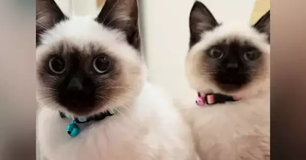 ママが起きるのを『じっと待っていた子猫たち』→布団をめくってあげると…尊い光景が119万再生「可愛すぎて涙が出る」「たまらんねｗ」
