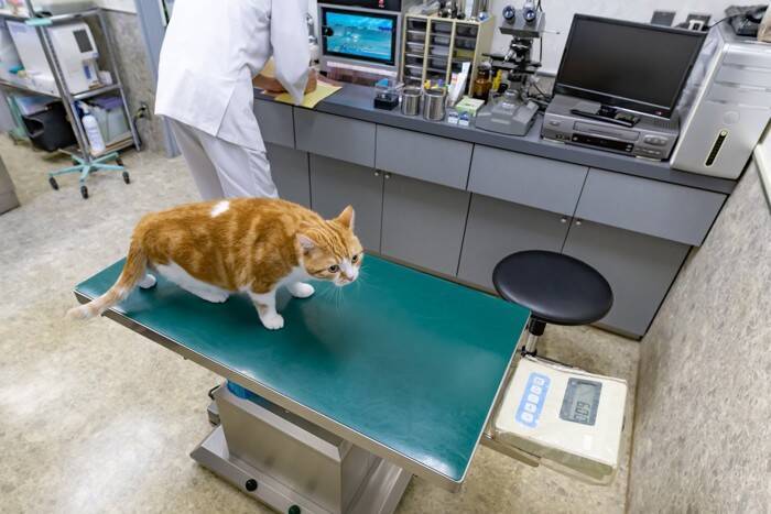 猫同士が『急に不仲になった』ときに考えられる理由4つ　関係修復のコツや正しい対処法