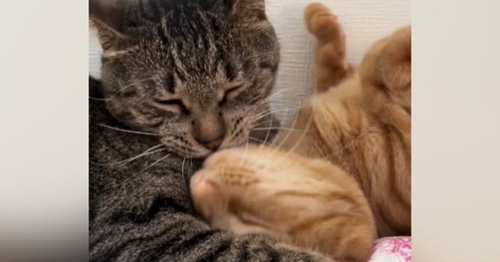 『3450万再生』甘えん坊の妹猫→兄猫の前で寝転がると…まるで恋人同士のような『ラブラブすぎる光景』に悶絶「愛だね」「涙が出てくる」