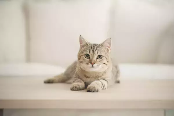 「猫は飼い主に愛着を感じていない⁉」　愛猫家にはショッキングな研究結果がまとまる　ハンガリー