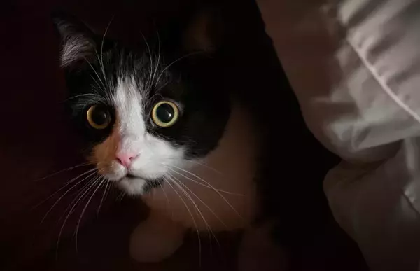 愛猫の『信用を失う』避けるべきNG行為5選　不信感を抱く理由や信頼回復する方法まで