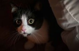 愛猫の『信用を失う』避けるべきNG行為5選　不信感を抱く理由や信頼回復する方法まで