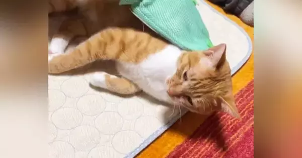 グルーミング用のグローブをはめていると、猫がやってきて…幸せいっぱいな光景に「愛情たっぷりのエステｗ」「ニヤニヤしちゃったｗ」の声