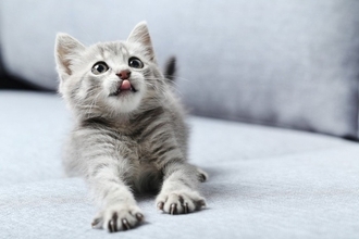 猫と『心を通わせる』ための方法４つ　良い関係性を築くコツや心がけるべきポイントまで