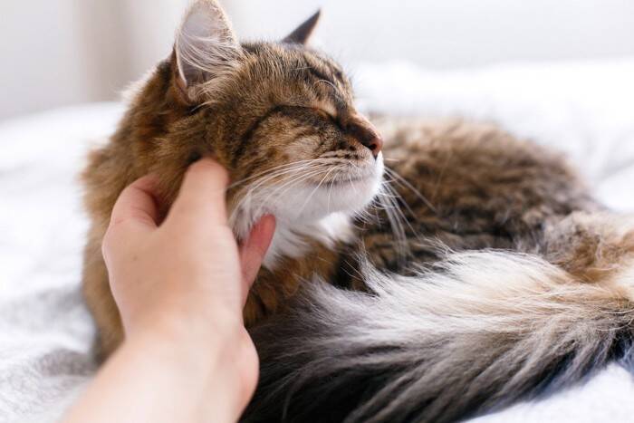 猫と『心を通わせる』ための方法４つ　良い関係性を築くコツや心がけるべきポイントまで