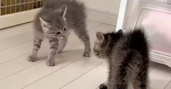 喧嘩をしていた『2匹のパヤパヤ子猫』→もう1匹の子猫が現れた結果…まさかの『理不尽すぎる展開』が46万再生「とんだトバッチリｗ」