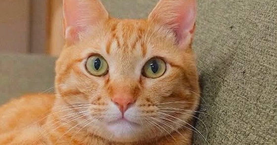 ソファに座っていた茶トラ猫→足を見ると…思わず二度見する『まさかの光景』に1万いいね「立体交差手んｗ」「なんか多い気がするｗ」