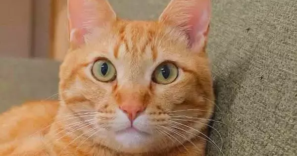 ソファに座っていた茶トラ猫→足を見ると…思わず二度見する『まさかの光景』に1万いいね「立体交差手んｗ」「なんか多い気がするｗ」