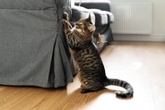 猫との生活で必要な『家具を守る』方法5選　傷んでしまう理由や起こりうるトラブル