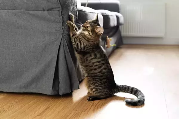 猫との生活で必要な『家具を守る』方法5選　傷んでしまう理由や起こりうるトラブル
