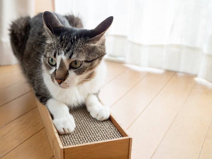 猫との生活で必要な『家具を守る』方法5選　傷んでしまう理由や起こりうるトラブル