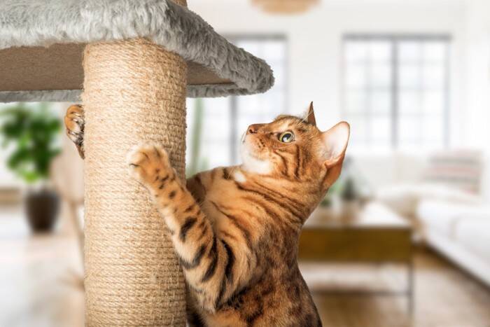 猫との生活で必要な『家具を守る』方法5選　傷んでしまう理由や起こりうるトラブル