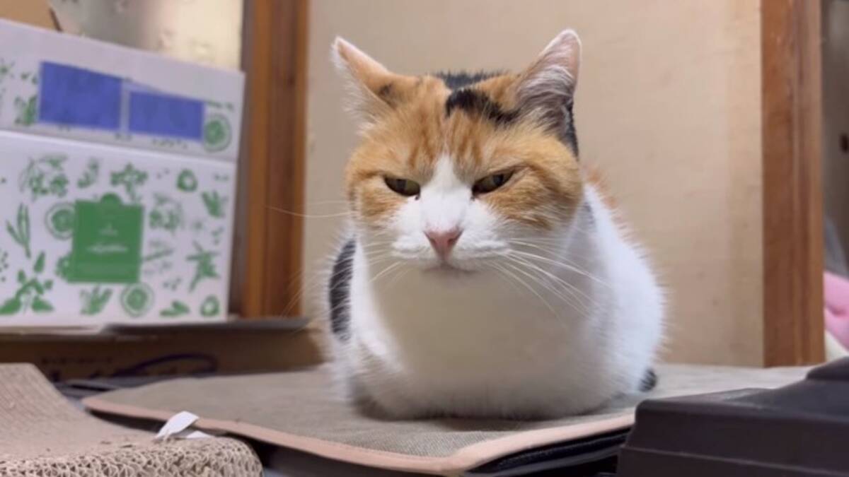 温泉♡三毛猫ちゃん （新年から甘えまくる三毛猫が可愛すぎると話題に 