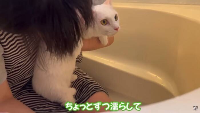 元野良の白猫を初めてのお風呂に入れてみたら…まさかの『見た目の変化』が感激すると26万8000再生「凄い透明感」「温かいね」の声