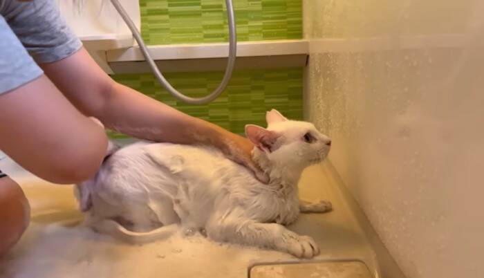 元野良の白猫を初めてのお風呂に入れてみたら…まさかの『見た目の変化』が感激すると26万8000再生「凄い透明感」「温かいね」の声