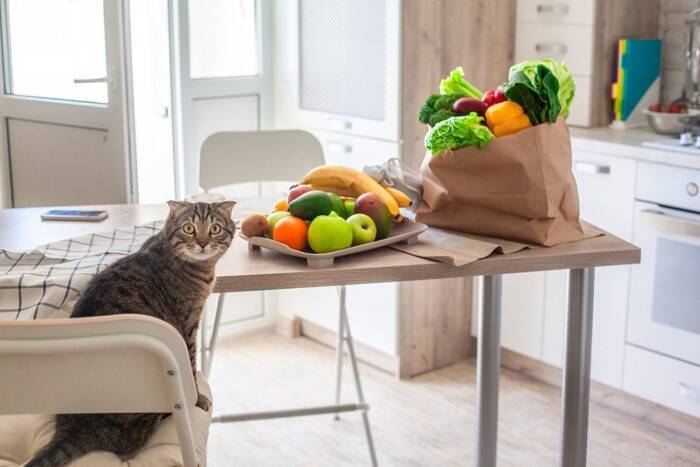 人間の体にいい食品は、猫の体にもいい？5つの食品別に猫への影響を解説