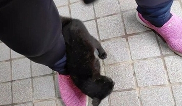 冷たい雨が降る日、家からでると『ずぶ濡れの子猫』が…→思わず『泣ける光景』が18万再生「涙が止まらない」「胸がギュッとなった」