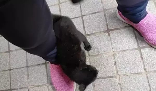 冷たい雨が降る日、家からでると『ずぶ濡れの子猫』が…→思わず『泣ける光景』が18万再生「涙が止まらない」「胸がギュッとなった」