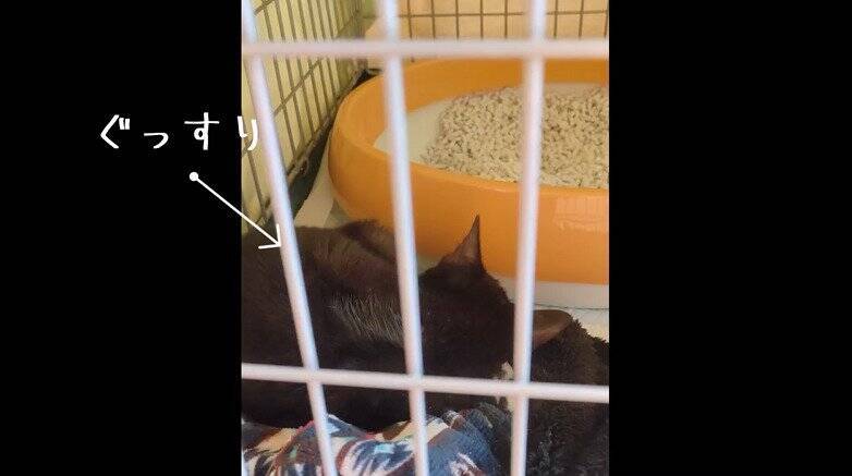 冷たい雨が降る日、家からでると『ずぶ濡れの子猫』が…→思わず『泣ける光景』が18万再生「涙が止まらない」「胸がギュッとなった」