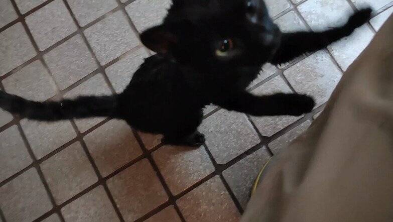 冷たい雨が降る日、家からでると『ずぶ濡れの子猫』が…→思わず『泣ける光景』が18万再生「涙が止まらない」「胸がギュッとなった」