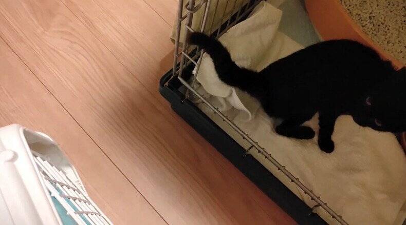 冷たい雨が降る日、家からでると『ずぶ濡れの子猫』が…→思わず『泣ける光景』が18万再生「涙が止まらない」「胸がギュッとなった」