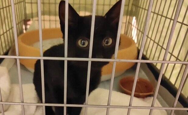 冷たい雨が降る日、家からでると『ずぶ濡れの子猫』が…→思わず『泣ける光景』が18万再生「涙が止まらない」「胸がギュッとなった」