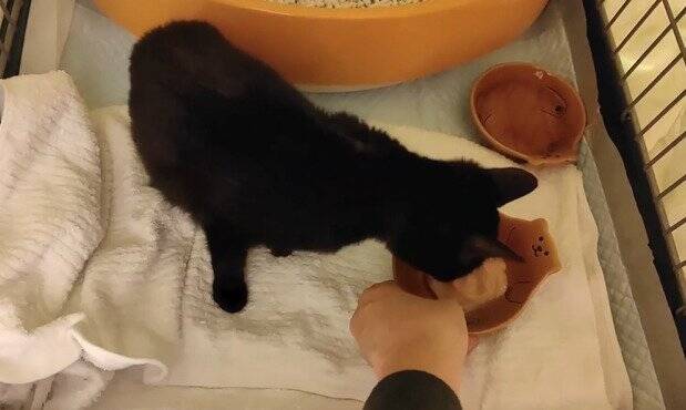 冷たい雨が降る日、家からでると『ずぶ濡れの子猫』が…→思わず『泣ける光景』が18万再生「涙が止まらない」「胸がギュッとなった」