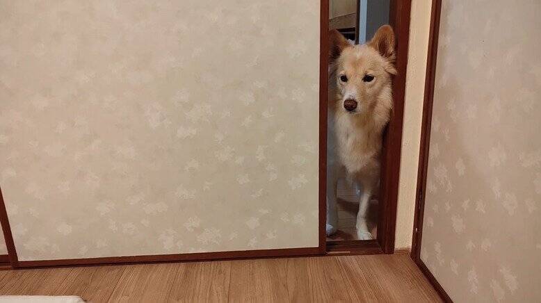 冷たい雨が降る日、家からでると『ずぶ濡れの子猫』が…→思わず『泣ける光景』が18万再生「涙が止まらない」「胸がギュッとなった」