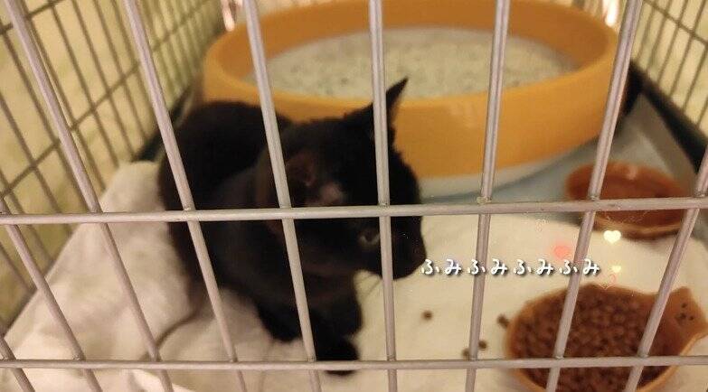 冷たい雨が降る日、家からでると『ずぶ濡れの子猫』が…→思わず『泣ける光景』が18万再生「涙が止まらない」「胸がギュッとなった」