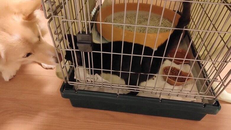 冷たい雨が降る日、家からでると『ずぶ濡れの子猫』が…→思わず『泣ける光景』が18万再生「涙が止まらない」「胸がギュッとなった」