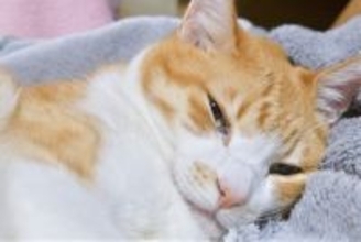 猫が亡くなった後に残りがちな『3つの後悔』　飼い主が日頃から心がけておくべきこととは