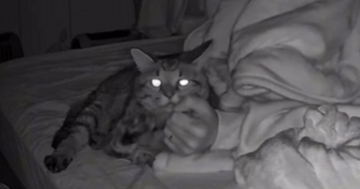 パパの寝返りで起きてしまったキジトラ猫→次の瞬間…夜中に偶然撮影された『尊すぎる光景』が42万再生「世界一かわいい」「ピットイン」