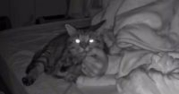 パパの寝返りで起きてしまったキジトラ猫→次の瞬間…夜中に偶然撮影された『尊すぎる光景』が42万再生「世界一かわいい」「ピットイン」
