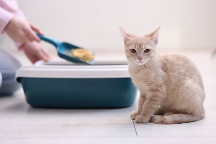 『猫トイレ』の清潔を維持するための習慣5選　負担を減らす工夫やお掃除のポイントも