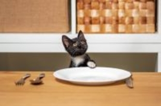 猫が頻繁にしている『ジェスチャー』3選　込められている意味や上手な接し方も解説