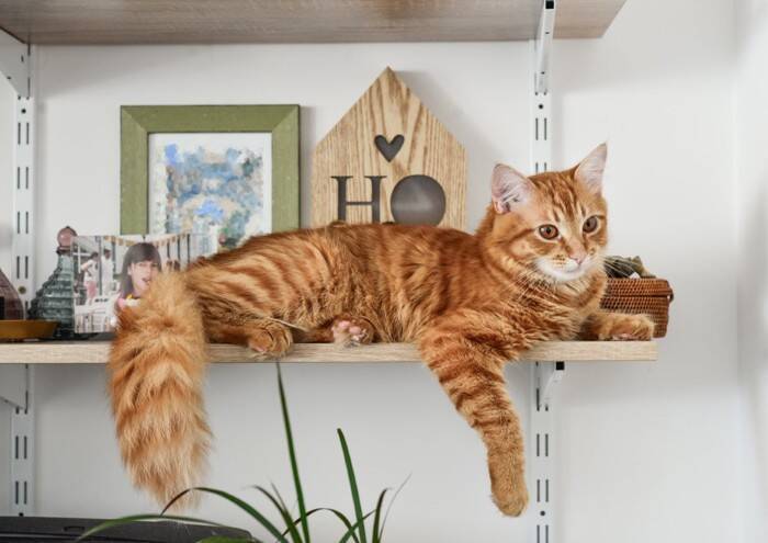 猫が頻繁にしている『ジェスチャー』3選　込められている意味や上手な接し方も解説