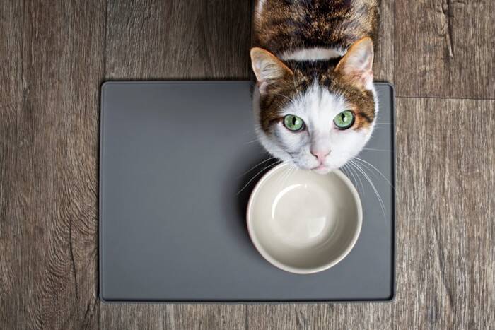 猫が頻繁にしている『ジェスチャー』3選　込められている意味や上手な接し方も解説