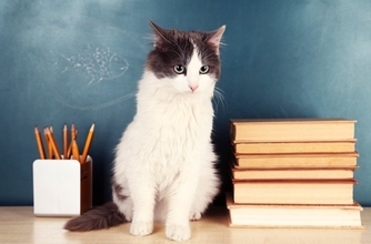 猫の『知能レベル』に関する知識5つ　人に例えると何歳？長けている能力もご紹介