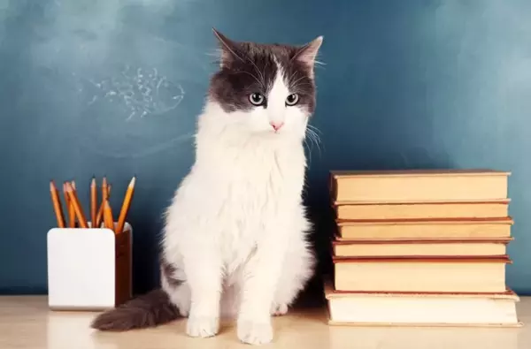 猫の『知能レベル』に関する知識5つ　人に例えると何歳？長けている能力もご紹介