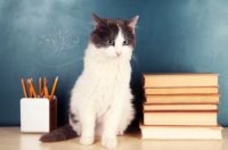 猫の『知能レベル』に関する知識5つ　人に例えると何歳？長けている能力もご紹介